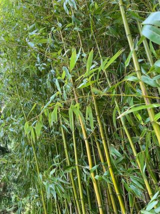Bambous vue 2